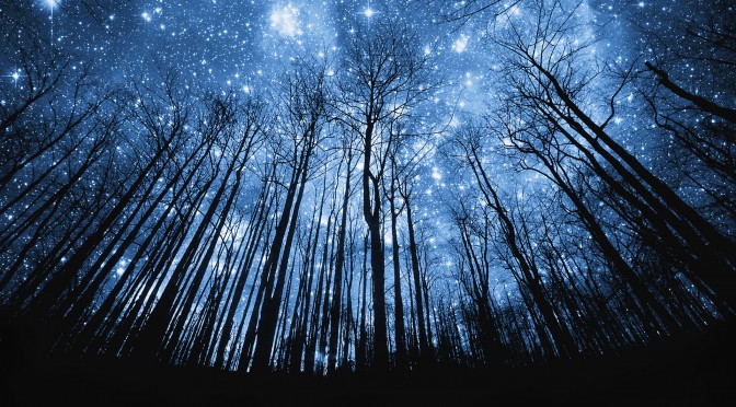 Trees silhoutted against starry night